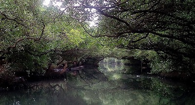 mangrove-greentunnel