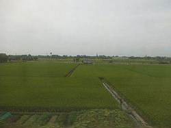ricefield-view