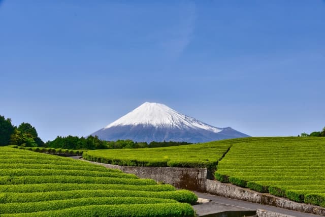 おーいお茶CM富士山が見える茶畑の場所はどこ？【有村架純＆松本穂香】調べてみた
