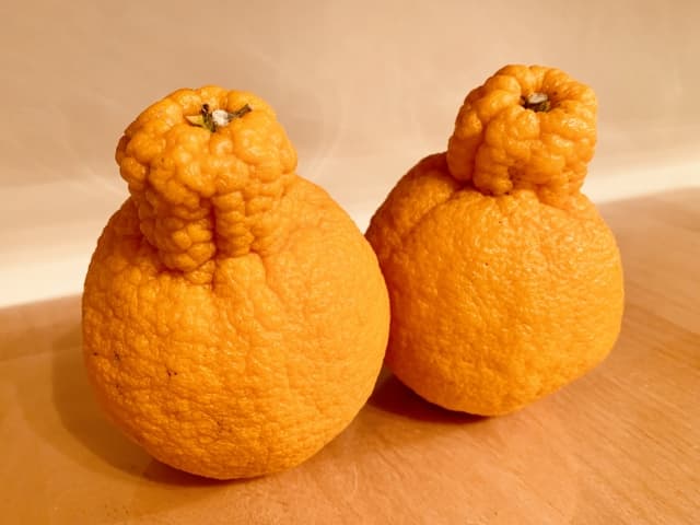 デカポンみかんはアメリカ英語で何?Sumo Citrus(スモウシトラス)だった!