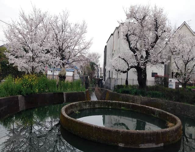 二ヶ領用水（久地円筒分水）の桜は今が見頃（川崎市高津区）！