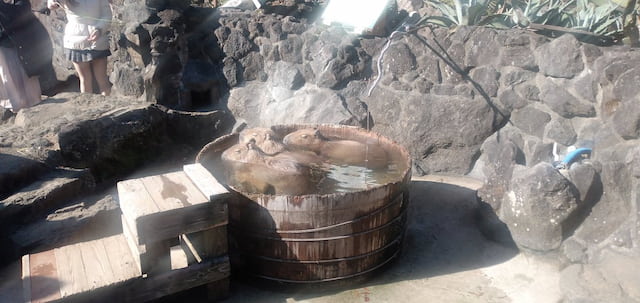 伊豆シャボテン動物公園のカピバラ露天風呂が人気！