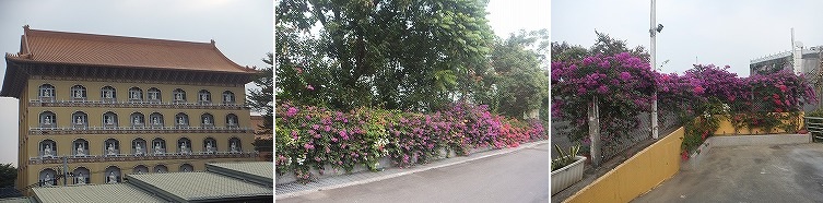 bougainvillaea