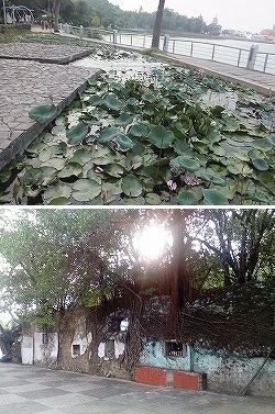 lotus-flower
