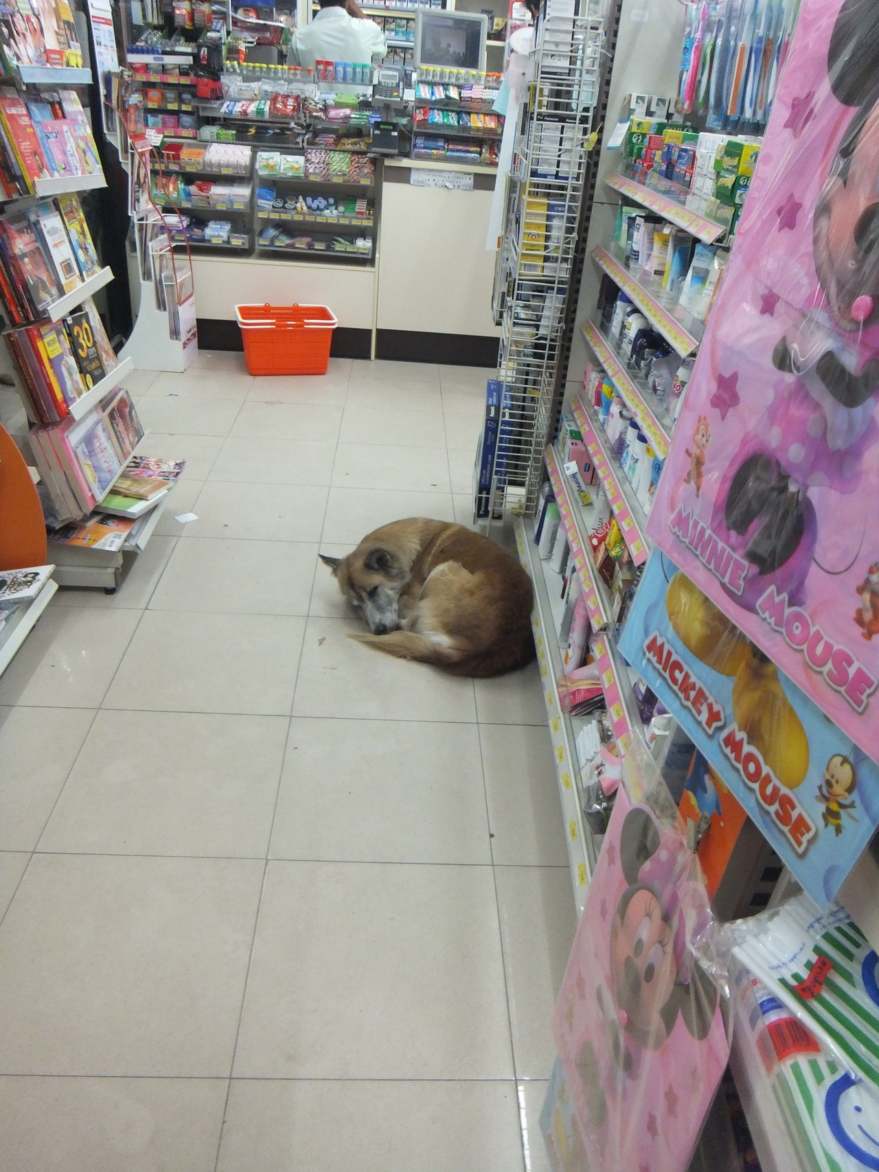 conveniencestore -dog